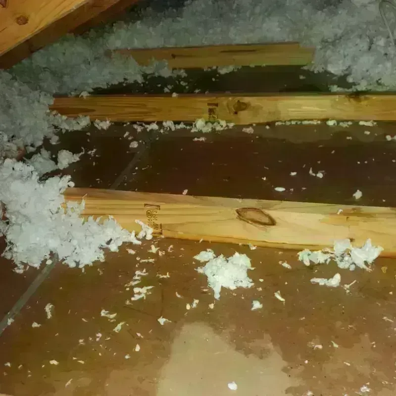 Attic Water Damage in Forest County, PA